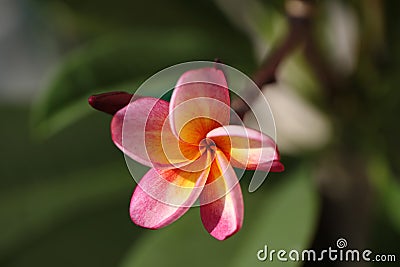 Pink Plumeria Stock Photo