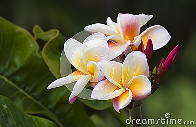 Pink Plumeria Stock Photo