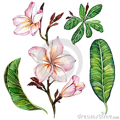 Pink plumeria flower on a twig. Floral set flowers and leaves. Isolated on white background. Watercolor painting. Stock Photo