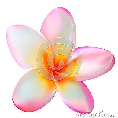 Pink plumeria flower. Vector illustration Vector Illustration