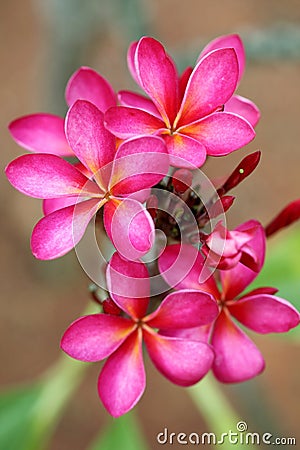 Pink Plumeria Flowers Stock Photo