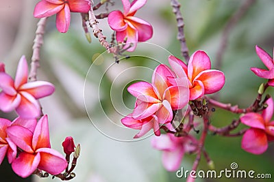 Pink plumeria on the plumeria tree, frangipani tropical flowers Stock Photo