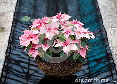 Pink Poinsettia Basket Stock Photo