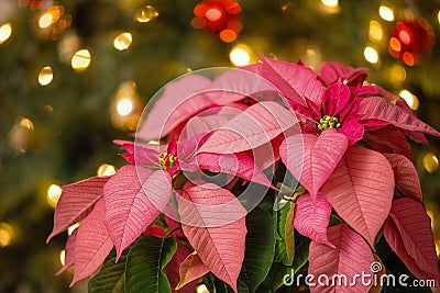 Pink Poinsettia flower, Christmas Star Stock Photo