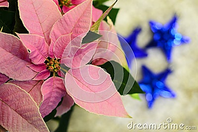 Pink poinsettia flower... Stock Photo