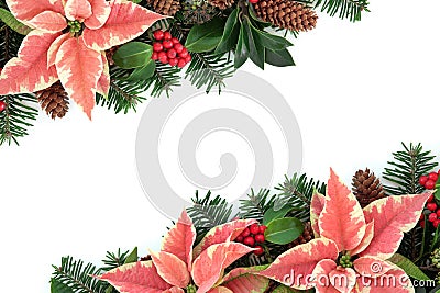 Pink Poinsettia Flower Border Stock Photo