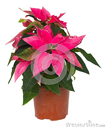 Pink poinsettia flower in pot Stock Photo