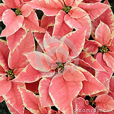 Pink Poinsettia Flowers Stock Photo