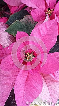 Pink Poinsettia Stock Photo