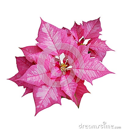 Pink Poinsettia Stock Photo