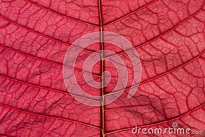 Pink Poinsettia Leaf Texture Background Pattern Stock Photo