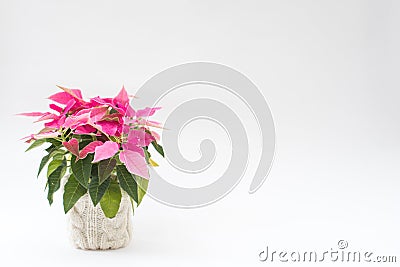Pink poinsettia in a pot Stock Photo