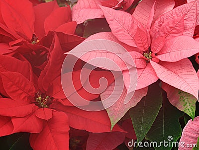 Pink Poinsettia Stock Photo