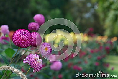 Pink Pompon Dahlias Other colorful Dahlias in the background Stock Photo