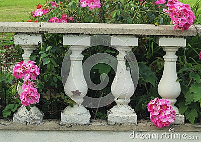 Pink poppies flowers in bloom in garden growing amongst pillars Stock Photo