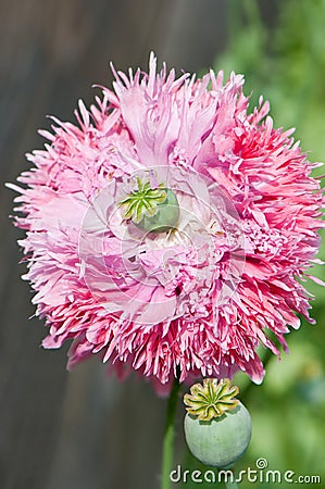 A pink poppy Stock Photo
