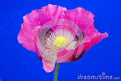 Pink Poppy on blue Stock Photo