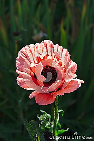 Pink poppy flower blooming Stock Photo
