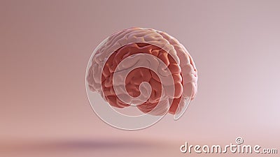 Pink Porcelain Anatomical Brain Cartoon Illustration