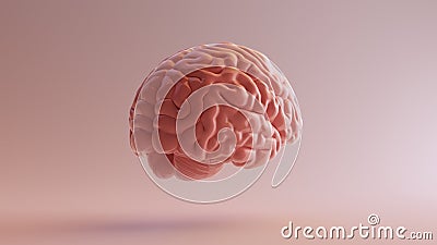 Pink Porcelain Anatomical Brain Cartoon Illustration