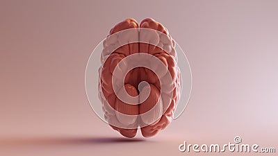 Pink Porcelain Anatomical Brain Cartoon Illustration