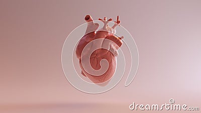 Pink Porcelain Anatomical Heart Cartoon Illustration