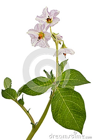 Pink potato fliwers, isolated on white background Stock Photo