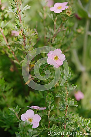pink Potentilla fruticosa Stock Photo