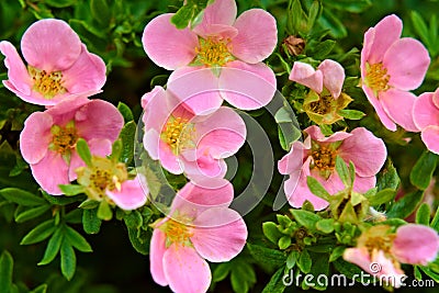 Pink Potentilla Flowers. Stock Photo
