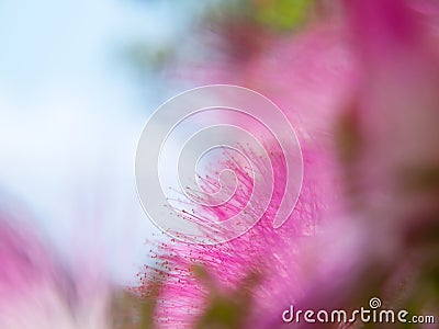 Pink powderpuff Stock Photo