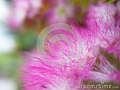 Pink powderpuff Stock Photo