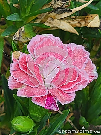 Pink pretty light pink flower Stock Photo