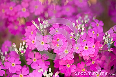 Pink primrose flower Stock Photo