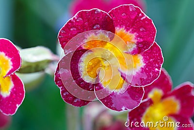 Pink primrose flowers with dew drops in the garden Stock Photo