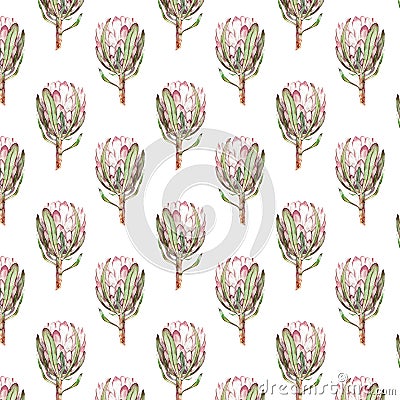 Pink Protea flower watercolor illustration. Seamless pattern design on a white background. Cartoon Illustration