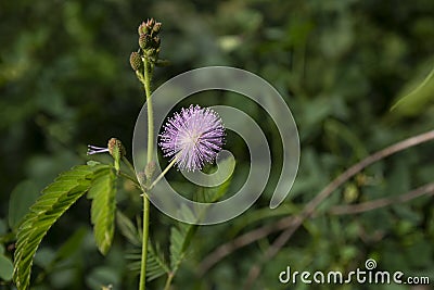 Pink pupal Flower of lojjaboti or Touch me not plant or Mimosa pudica. Stock Photo