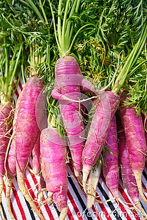 Pink purple carrots organic vegetables Stock Photo