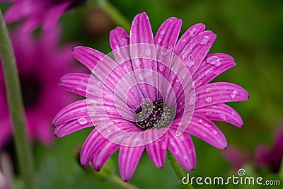 A Pink/purple daisy after rain Stock Photo