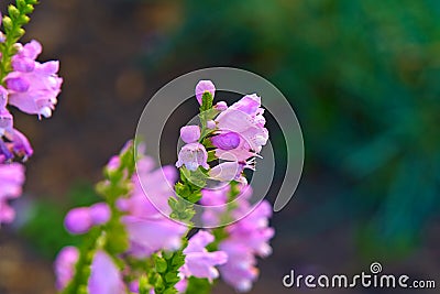 Pink-purple delicate flowers bloom in the garden. Stock Photo