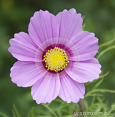 Pink and purple flower Stock Photo