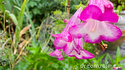 Pink/Purple Flower Stock Photo