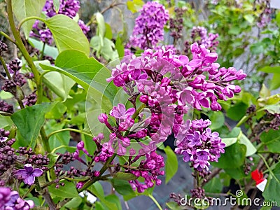 Syringa vulgaris 'Souvenir de Louis Spaeth' Stock Photo