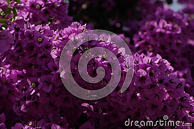 Pink or purple flowers Stock Photo