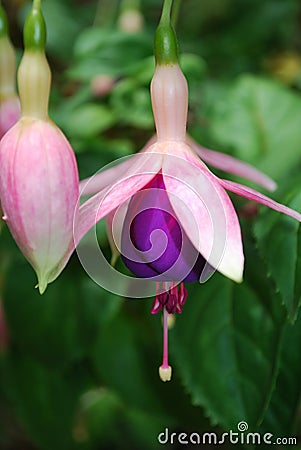 Pink and Purple Fuchsia Flowers in Bloom Stock Photo