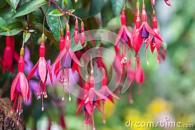 Pink and purple fuchsia flowers background Stock Photo