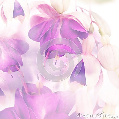 Pink and purple fuchsia flowers,soft focus Stock Photo