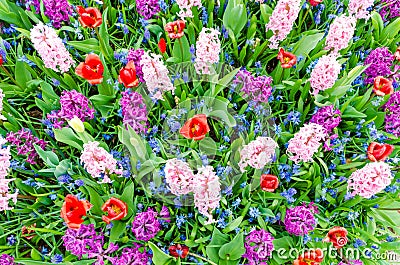 Pink and purple hyacinths blooming in Spring among colorful flower field of tulips. Stock Photo