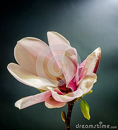 Pink, purple magnolia branch flower, close up, , gradient background Stock Photo