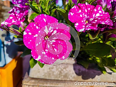 Pink purple Petunia Atkinsiana with White spots and dots close up Stock Photo