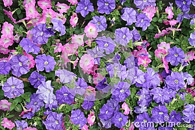 Pink and Purple Petunias Stock Photo